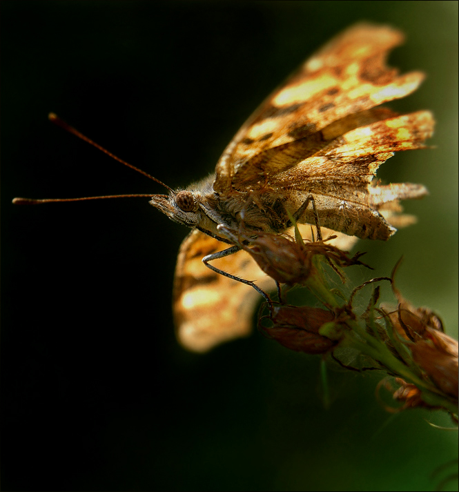 motyl1.jpg